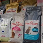 Jual Beli Kucing Peliharaan Baru - Jualo