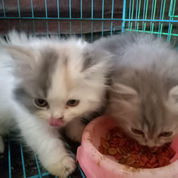 Jual Beli Kucing Peliharaan Yogyakarta Bekas Dan Baru Jualo