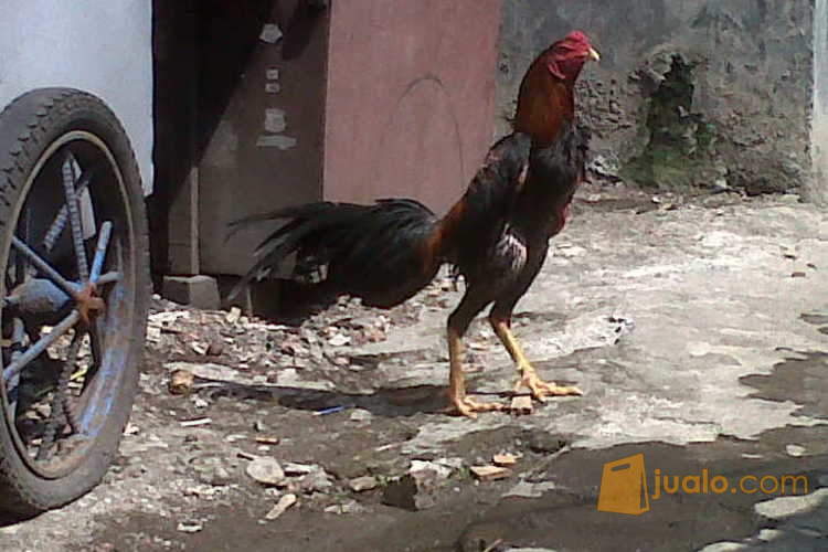 Ayam Bangkok Si Bogo Jakarta Timur Jualo