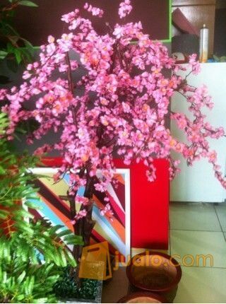 101 Gambar Rumah Bunga Sakura Terlihat Keren