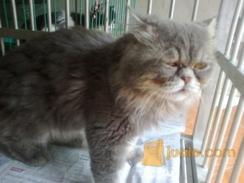 Kucing Persia Peaknose Exstrem Makan Rakus Dan Lucu Lincah Sehat