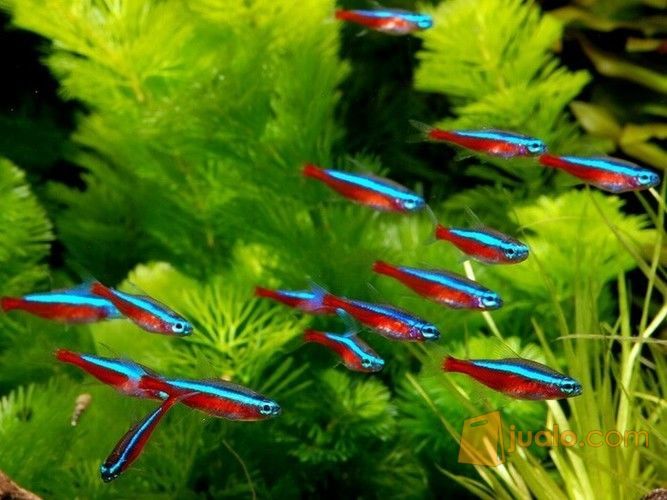 Ikan Hias Neon Cardinal Kab Bogor Jualo