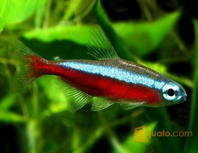 Ikan Hias Neon Cardinal Kab Bogor Jualo