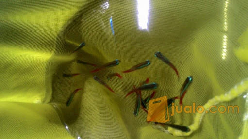 Ikan Hias Neon Tetra Kab Bogor Jualo