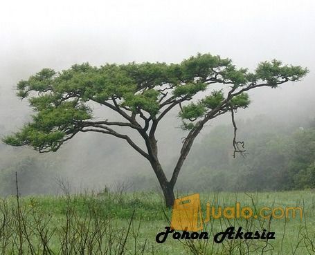 Gambar Pohon Akasia Daun Lebar Gambar Bagian Tumbuhan