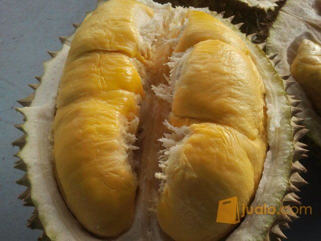 Unduh 61+ Gambar Durian Musang Terbaik Gratis HD