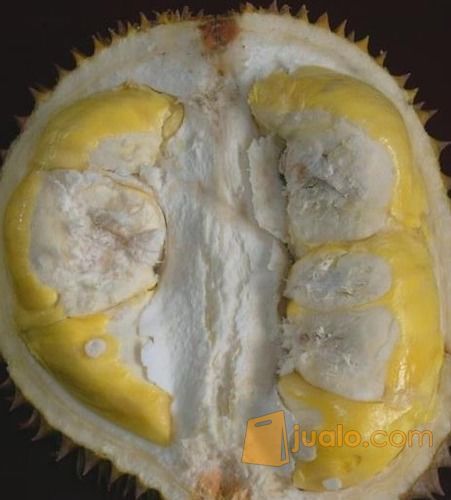 Download 55 Koleksi Gambar Durian Matahari Keren Gratis HD