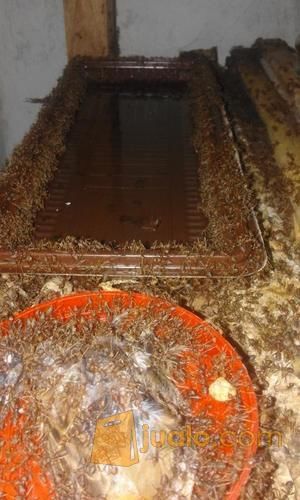 Ternak Semut Merah Penghasil Kroto Kab Tasikmalaya Jualo