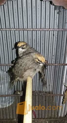 23+ Burung cucak rowo jawa terupdate