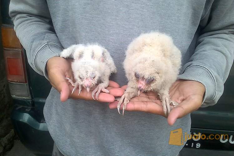 45 Gambar Anak Burung Hantu Gratis Terbaru