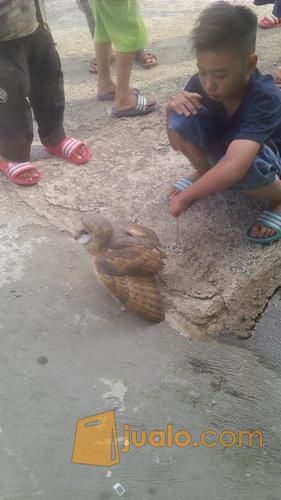 77+ Burung Hantu Bandung HD Terbaru