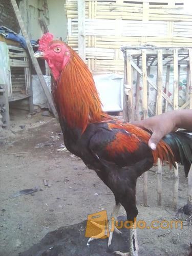  Ayam  Bangkok Jalu Renteng Candi Sidoarjo Kab 