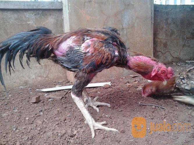 Ayam Pakhoy Impor Sertifikat No Fkc 99 0509 16 Kab Bekasi Jualo