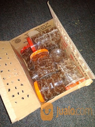 Paket Pemula Ternak Semut Rangrang Penghasil Kroto Kab Bandung