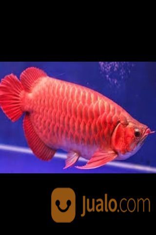 gambar ikan arwana merah - gambar ikan hd