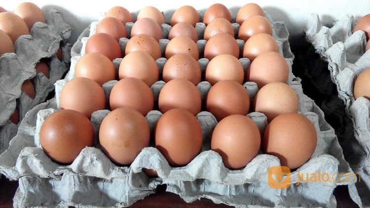 Telur Ayam Negeri Curah Partai Kilo | Tangerang Selatan | Jualo