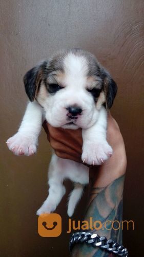 22+ Anjing beagle lucu new