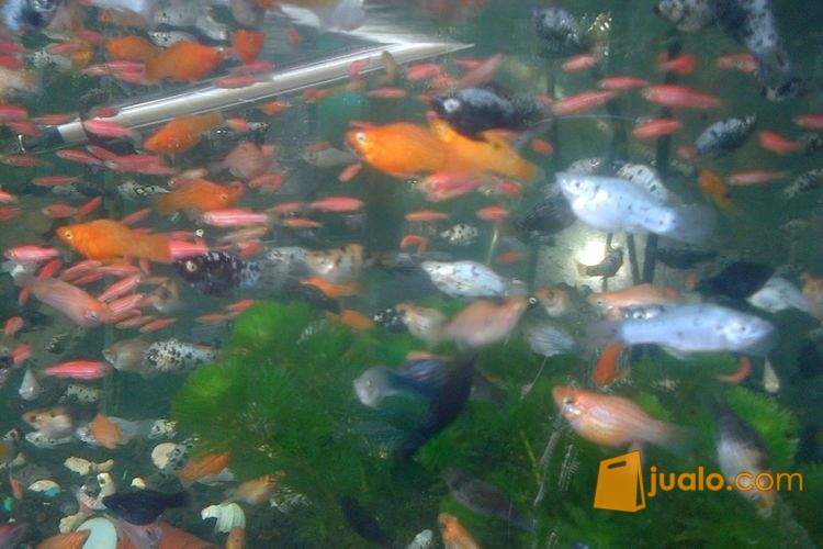 Jual Ikan Hias Koi Koki Komet Cupang Kab Sleman Jualo