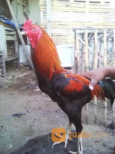 Ayam Bangkok Birkok Jalu Renteng Candi Sidoarjo