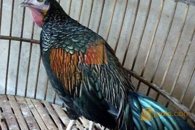 Ayam Hutan Hijau Mojokerto Jualo