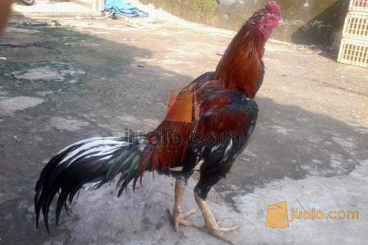 Jual Ayam Bangkok