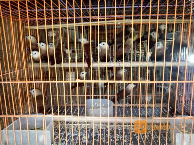 18++ Burung pipit bondol hitam terupdate