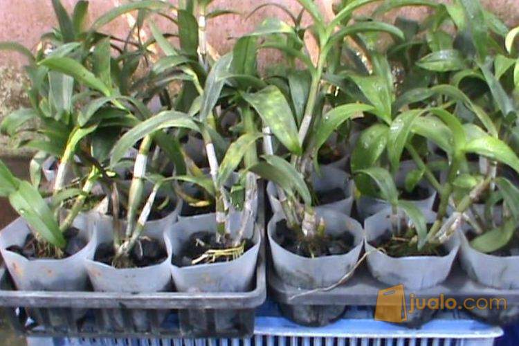 Anggrek Dendrobium Remaja usia 6 Bulan - 1 Tahun'an ...