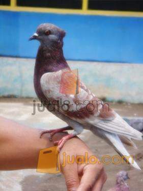 Burung Merpati Tinggi Kab Cilacap Jualo