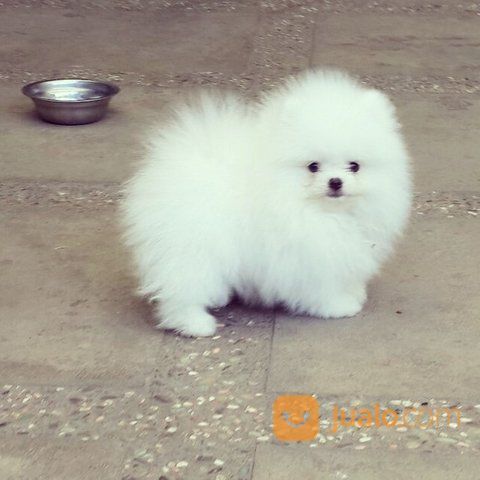 11++ Jual anjing mini pom murah di bali new