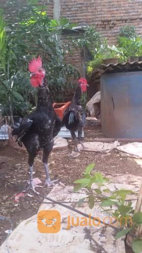 Ayam Pelung Kualitas Jakarta Barat Jualo