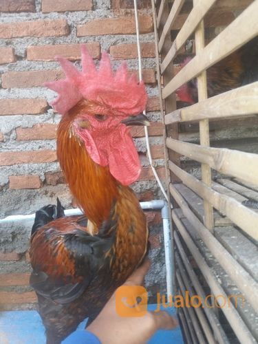 Ayam Pelung Asli Cianjur Kab Karawang Jualo