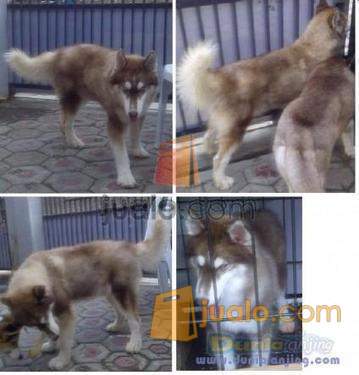 26+ Anjing husky rumahan information