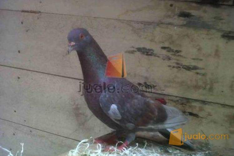 Jual Burung Merpati Tinggian Tasikmalaya Jualo