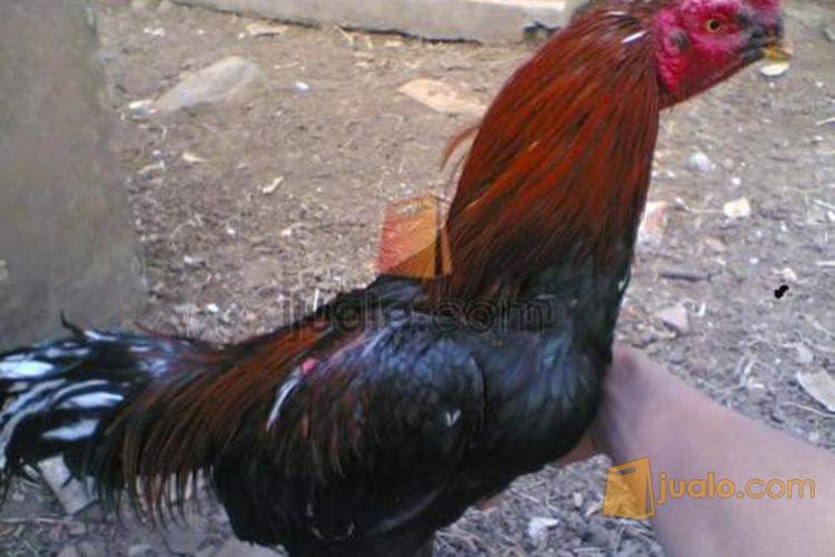 Ayam Bangkok Super Jalu Krucil