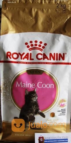 Royal Canin Kitten Maine Coon Cat Food Makanan Kucing