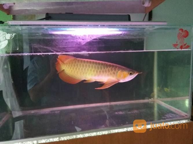 Ikan Arwana Fiz Golden Red 27cm Depok Jualo