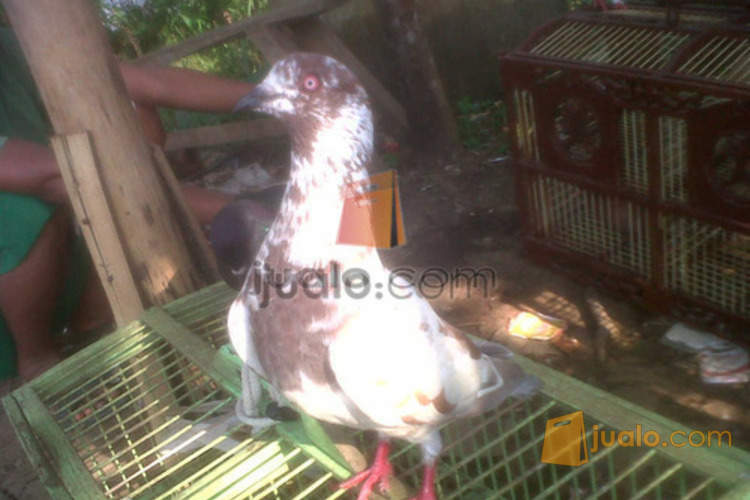 Jual Burung Merpati Tinggian Super Tasikmalaya Jualo