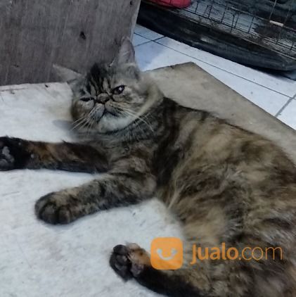 Kucing Persia Peaknose Betina Mumer Buduran Jualo