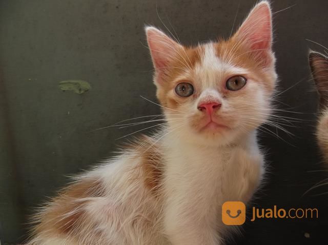 Anak Kucing Jantan  Blasteran Depok Jualo