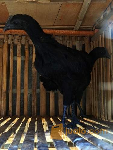 Ayam Cemani Kedu Kab Kebumen Jualo