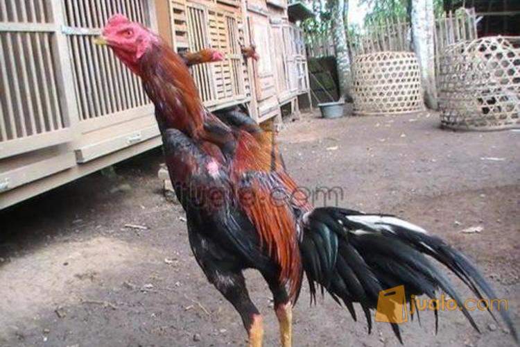 Jual Ayam Bangkok Aduan Istimewa Terjual Kab Klaten Jualo