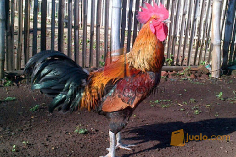 Ayam Pelung Garut Suara Merdu Trah Champion Kab Garut Jualo