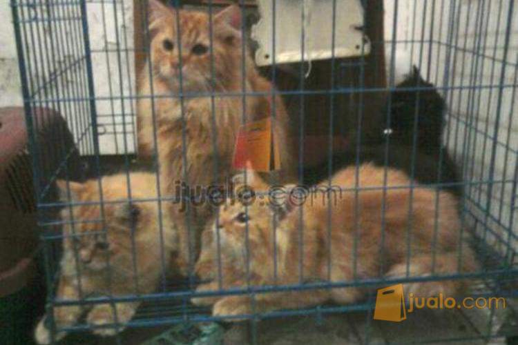 Jual Kucing Persia Medium Merah Taby Malang Malang Jualo