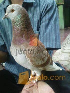 Burung Lomba Merpati Balap Udah Ada Prestasi Surabaya Jualo