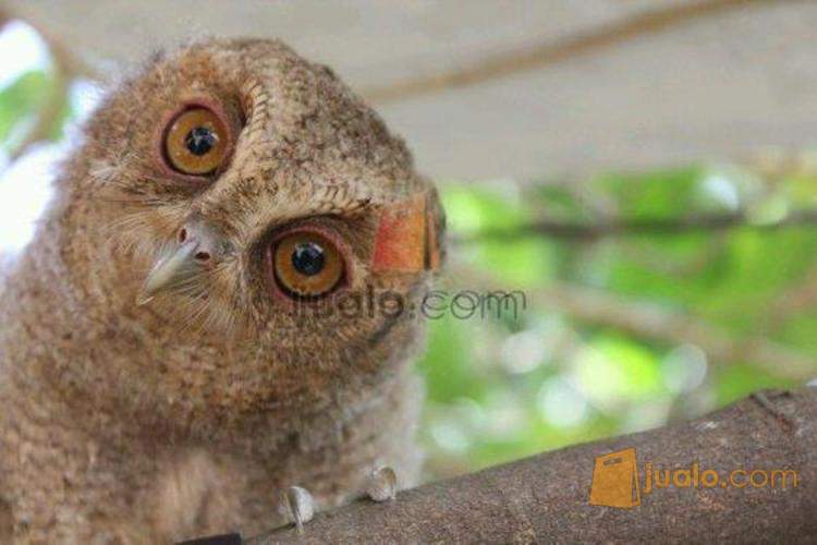 46 Koleksi Gambar Burung Hantu Owl HD Terbaik