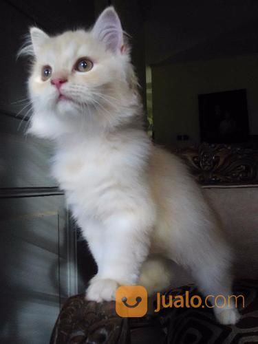 Ready Adopt Persia Medium White Bekasi Jualo