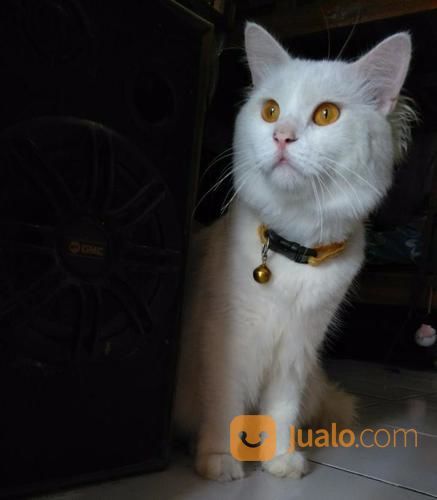 kucing persia medium putih