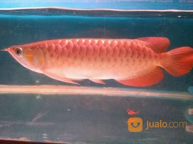 Harga Ikan Arwana Jardini 20 Cm The Door Knockers