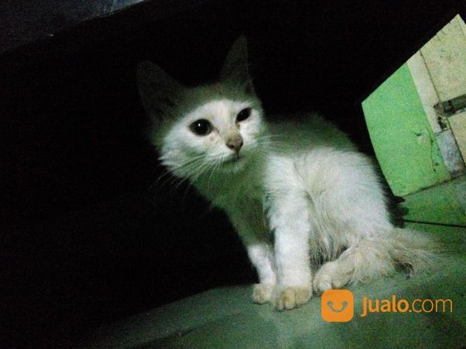 Adopt Kucing Kitten Persia Bogor Jualo