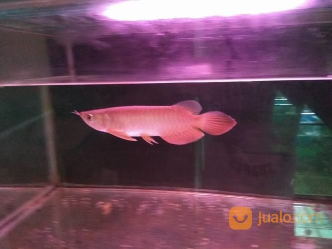 Ikan Arwana Super Red 10 15 Cm Singkawang Jualo